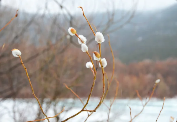 Vlněný willow bud - Květná neděle symbol v brzy na jaře ledu řeky — Stock fotografie