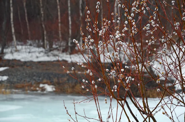 Capullo de sauce lanudo - Símbolo del Domingo de Ramos a principios de primavera cerca del río hielo — Foto de Stock