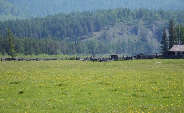 Foothill Doğu Sayan Dağları'nın yaz mera