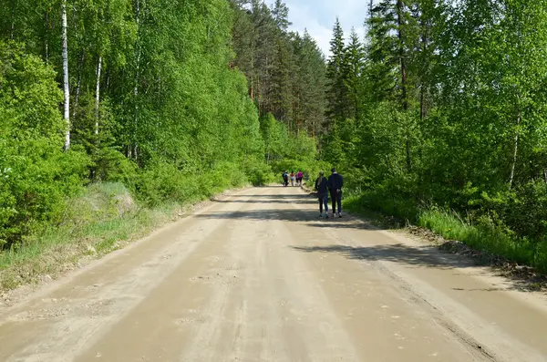 Gravel forest road in Nilova Pustyn resort area — Stock Photo, Image