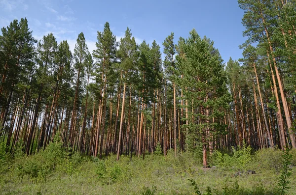 풍부한 소나무 숲. 이스트 얀의 산기슭의 자연 — 스톡 사진