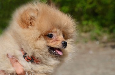 Puppy of Pomeranian Spitz clipart