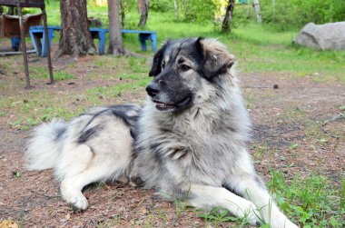 Çoban yalan yere büyük köpek