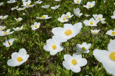 Vahşi beyaz haşhaş büyük bir alan