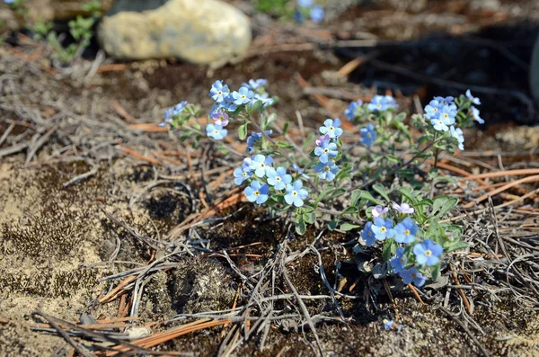 Przetargowej niebieskie kwiaty Niezapominajka-lat. Myosotis — Zdjęcie stockowe