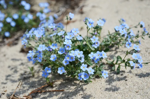 Tender blue flowers of Forget-me-not - lat. Myosotis