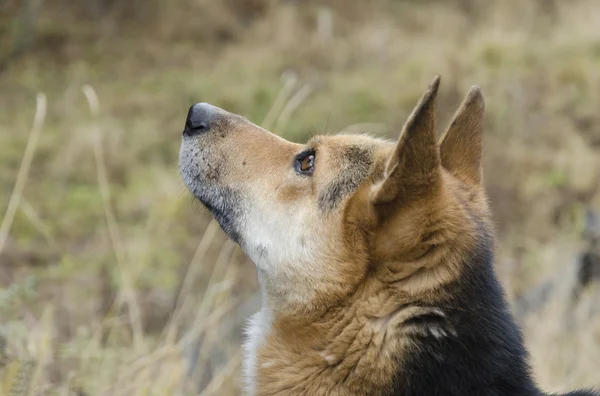 Büyük köpek Shepherd bir şeye benziyor — Stok fotoğraf