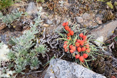 Ephedra at kuyruğu, Lat. Ephedra equisetina Bge. Yararlı iyileştirme özellikleri olan bitki.