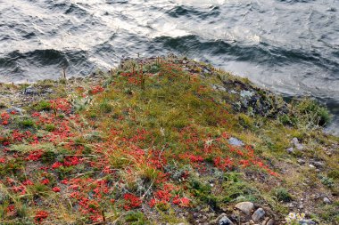 Ephedra at kuyruğu, Lat. Ephedra equisetina Bge. Yararlı iyileştirme özellikleri olan bitki.