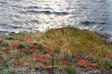 Ephedra at kuyruğu, Lat. Ephedra equisetina Bge. Yararlı iyileştirme özellikleri olan bitki.