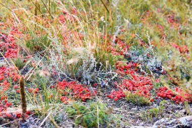 Ephedra at kuyruğu, Lat. Ephedra equisetina Bge. Yararlı iyileştirme özellikleri olan bitki.