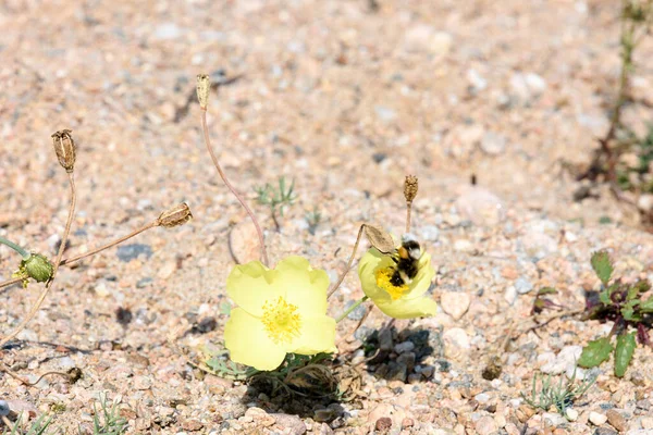 Bumblebee Kwitnących Żółtych Makach Endemiczne Dla Regionu Brzeg Jeziora Baikal — Zdjęcie stockowe
