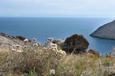 Kurumuş çiçekler ve yaz günü Aya Körfezi manzarası, Baykal Gölü