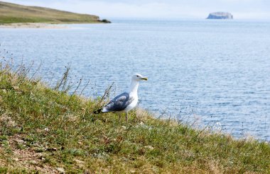 Baykal martı sahil boyunca yürüyor. Küçük Deniz Boğazı, Rusya