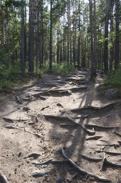 Forest trail with bared roots of trees — Stock Photo, Image