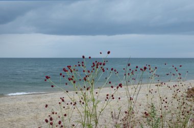 Deniz baykal bir arka plan üzerinde Burnet (lat. Sanguisórba officinális)