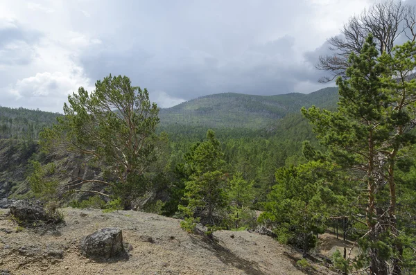 Baikal forest landscape — Stock Photo, Image