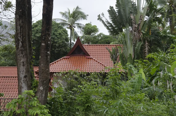 Techo rojo húmedo de una casa en la selva entre las palmas —  Fotos de Stock