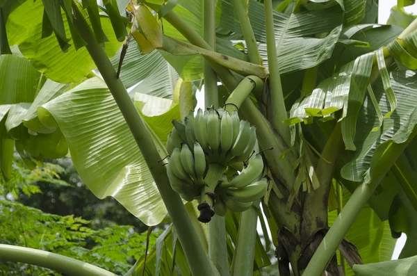 Bunches of unripe bananas (lat. Musa paradisiaca) — Stock Photo, Image