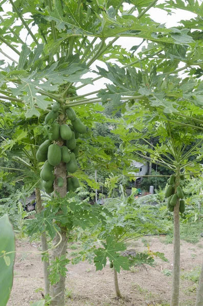 Papaya fruit on a tree (lat. Carica papaya, Caricaceae) — Stock Photo, Image