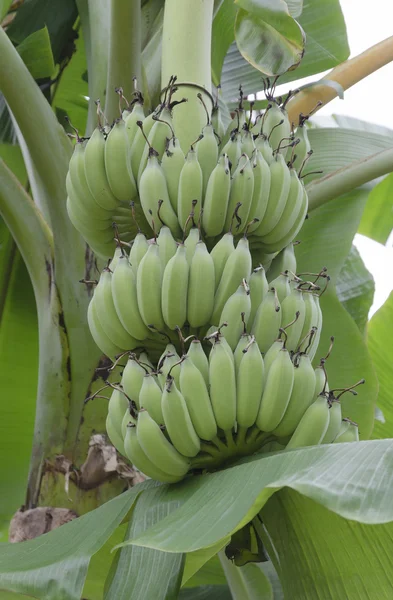 Bunches of unripe bananas (lat. Musa paradisiaca) — Stock Photo, Image