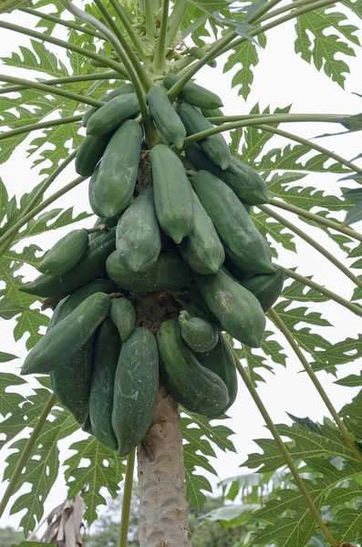 Papaya fruit on a tree (lat. Carica papaya, Caricaceae) — Stock Photo, Image