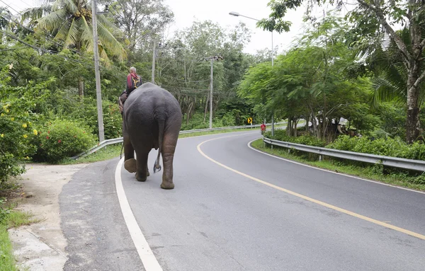 Elefante con mahout camina en el camino —  Fotos de Stock