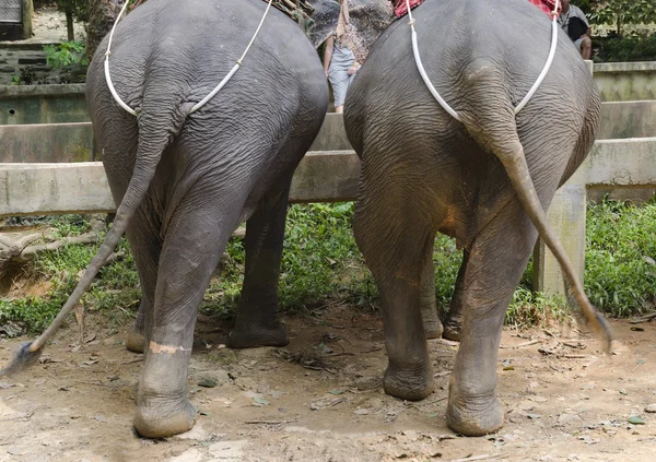 Słonie w Khao Lak Park, Tajlandia. Widok z tyłu — Zdjęcie stockowe