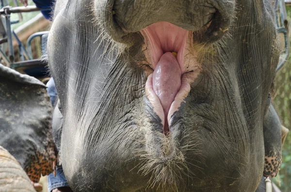 Geopende mond van olifant die een banaan slikte — Stockfoto