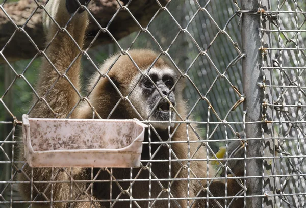 Long-armed gibbon (lat. Hylobates) in the cell — Stock Photo, Image