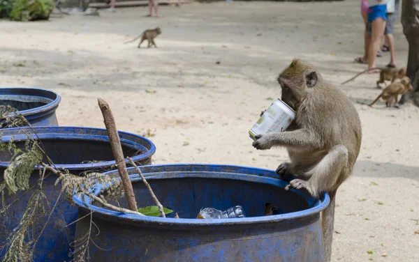 Long-tailed macaque (lat. Macaca mulatta, Old World monkey family) in Wat Suwan Kuha Temple (Phang Nga), Thailand — Stock Photo, Image