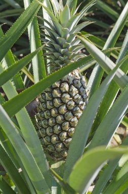 Meyve Ananas çiftlikte olgunlaşma