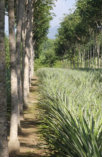 泰国普吉岛菠萝种植园和巴西橡胶树 (hevea brasiliensis) — 图库照片