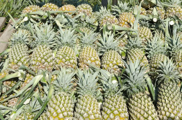 Zralý ananas, na pult — Stock fotografie