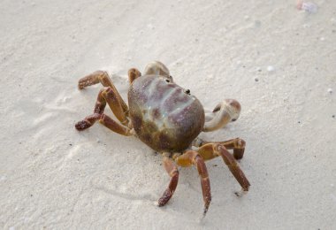 Deniz Yengeç (lat. Brachyura kum üzerinde)