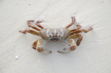 Deniz Yengeç (lat. Brachyura kum üzerinde)