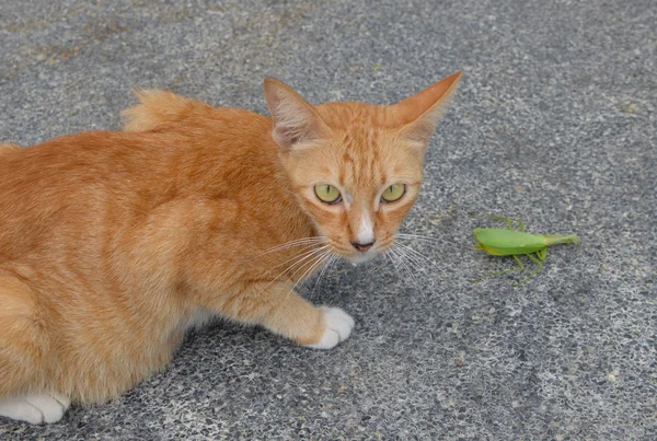 Rode kat en groene cicade — Stockfoto