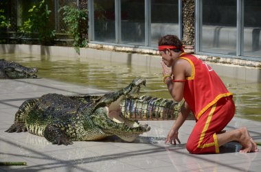 Phuket, Tayland-23 Eylül 2014: timsahlar show 23 Eylül 2014 Phuket, Tayland