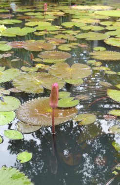 Ayna gölet lotus çiçekleri ile