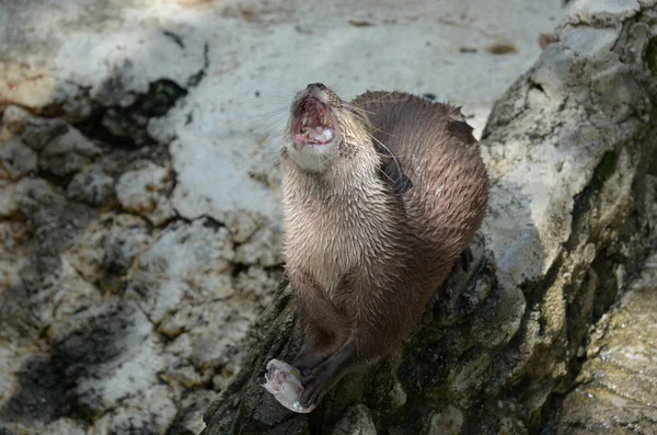 Otter with open mouth — Stock Photo, Image