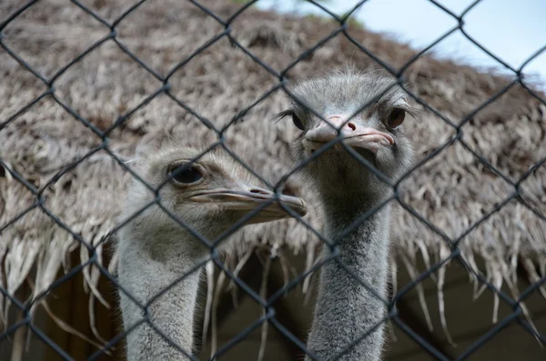 Dos cabezas de avestruz —  Fotos de Stock