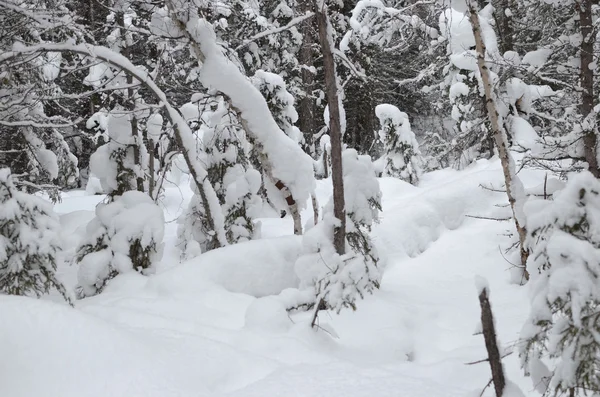 雪の冬の森 — ストック写真