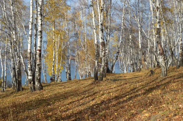 Sonnige Herbstlandschaft. Birkenwald an der Bucht — Stockfoto