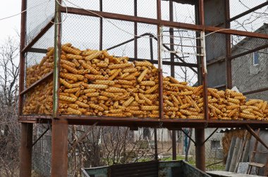 Storage of corn cobs on a street in metal mesh containers. Telavi, Georgia