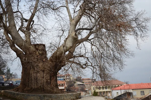 Sicomoro di 800 anni nella città di Telavi - l'albero più antico della Georgia — Foto Stock