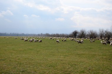Arazide koyun sürüsü. Alazani vadisinde, Gürcistan