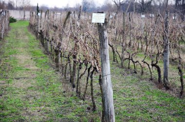 Kaheti şarap bölgesindeki, Georgia, Alazani vadisinde bağ
