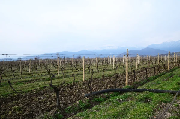 Vingård i Georgien vin region, Georgien, Alazani Valley — Stockfoto