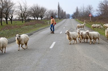 : Kakheti, Georgia-Mart, 3 2015: çoban koyun sürüsü yolun karşısında yol açar