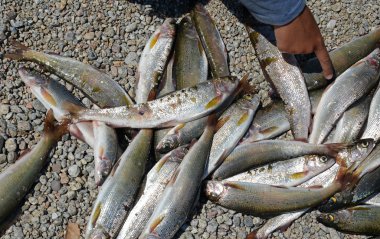 Baykal gölge balığı yakalamak. Çakıl sahilinde eşsiz lezzetli balık